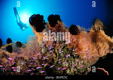 Pseudanthias tuka, scuba diver with colorful coral reef and Purple queen and soft corals, Alam Batu, Housereef, Bali Stock Photo