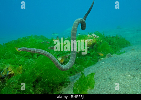 Enhydrina schistosa, Beaked sea snake, Secret Bay, Gilimanuk, Bali, Indonesia, Indo-Pacific Ocean Stock Photo