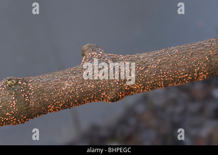 Coral spot fungus (Nectria cinnabarina) growing on an untreated rustic fence. Stock Photo