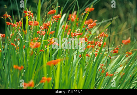 red flowers, Lough Eske, Co. Donegal, Republic of Ireland Stock Photo