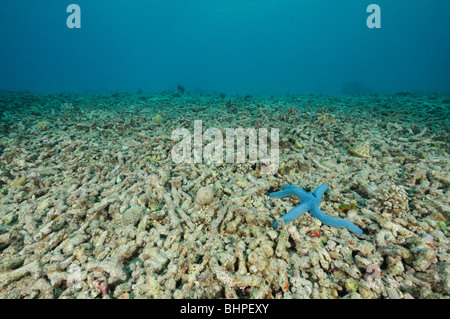 Linckia laevigata, Blue Sea Star on dead coral reef, Bali, Indonesia, Indo-Pacific Ocean Stock Photo