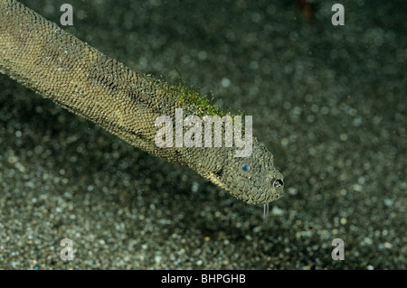 Enhydrina schistosa, Beaked sea snake, Secret Bay, Gilimanuk, Bali, Indonesia, Indo-Pacific Ocean Stock Photo