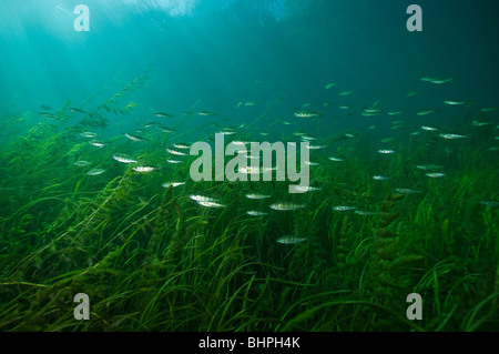 Yellow perch underwater in the St. Lawrence River in Canada Stock Photo