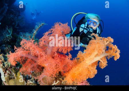 Dendronephthya sp., colorful soft corals and scuba diver, Eel Garden outside, Menjangan Nationalpark, Bali Stock Photo