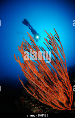 Ctenocella cercidia, Ellisella cercidia, Ellisella ceratophyta, scuba diver with red whip corals, Alam Batu, Housereef, Bali Stock Photo