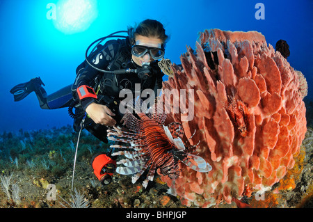 Pterois volitans, Xestospongia testudinaria, scuba diver with Common lionfish and Barrel sponge, Bali Stock Photo