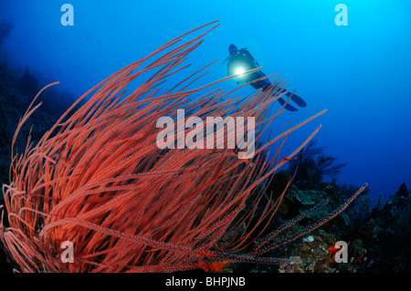 Ctenocella cercidia, Ellisella cercidia, Ellisella ceratophyta, scuba diver with red whip corals, Alam Batu, Housereef, Bali Stock Photo