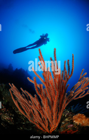 Ctenocella cercidia, Ellisella cercidia, Ellisella ceratophyta, scuba diver with red whip corals, Alam Batu, Housereef, Bali Stock Photo