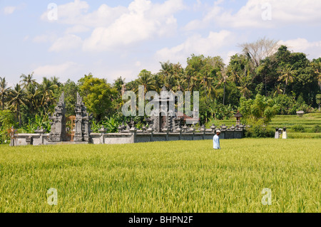 Pura Segara, Oryza sativa, Hindu-temple in Rice field, Purijati, Desa Umeanyar, Bali, Indonesia Stock Photo