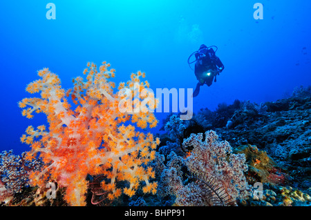 Dendronephthya klunzingeri, scuba diver and colorful coral reef, soft corals and barrel sponge, Jemeluk, Cemeluk, Amed, Bali Stock Photo