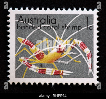 Australian postage stamp showing a banded coral shrimp Stock Photo