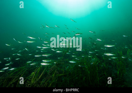 Yellow perch underwater in the St. Lawrence River in Canada Stock Photo