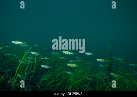 Yellow perch underwater in the St. Lawrence River in Canada Stock Photo