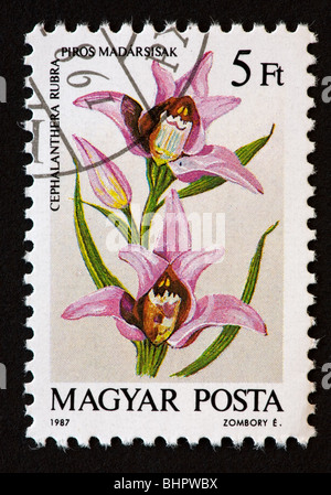 Hungarian postage stamp showing an orchid Stock Photo - Alamy