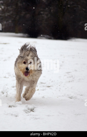 Bearded collie dog out in the snow tongue hanging out, having fun, running chasing Stock Photo