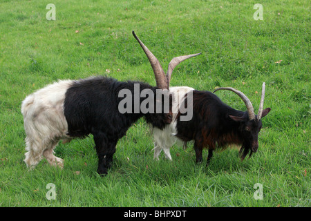Bagot Goat or Wallis Goat, male and female on meadow, Germany Stock Photo