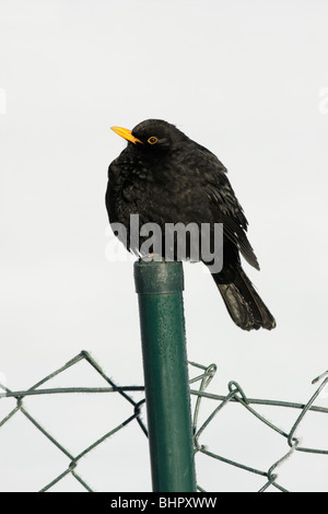 Blackbird (Turdus merula), sitting on garden fence post in winter, Germany Stock Photo