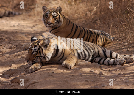 A Pair of Bengal Tiger in the midway forest roads of Ranthambore Tiger Reserve, India. ( Panthera Tigris) Stock Photo