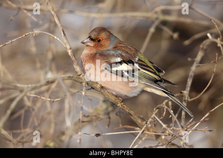 Chaffinch, (Fringilla coelebs), male perched on branch in winter, Germany Stock Photo