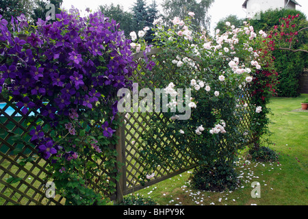 Flowering Clematis (x Jackmanni), and climbing rose growing on trellis in garden, Germany Stock Photo