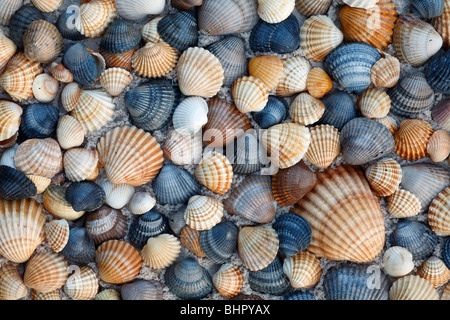 Common Cockle Shells (Cerastoderma edula), on beach in Coto Donana National Park, Andalucia, South Spain Stock Photo