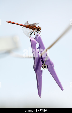 Ruddy Darte Dragonfly (Sympetrum sanguineum), resting on clothes peg, Texel Island, Holland Stock Photo