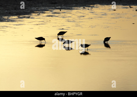Dunlin (Calidris alpina), group feeding in lake at sunset, Texel, Holland Stock Photo