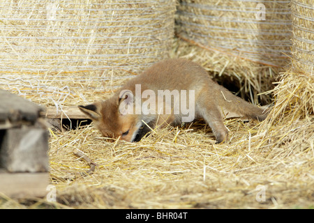 European Red Fox (Vulpes vulpes), cub hunting mice in barn, Hessen, Germany Stock Photo