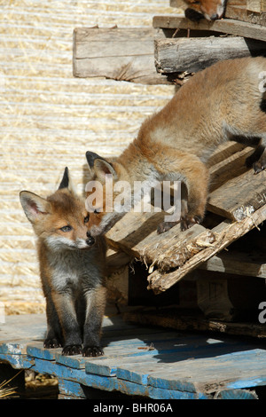 European Red Fox (Vulpes vulpes), two cubs playing in barn, Hessen, Germany Stock Photo