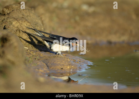 Barn Swallow (Hirundo rustica), collecting nest material from pool, Portugal Stock Photo