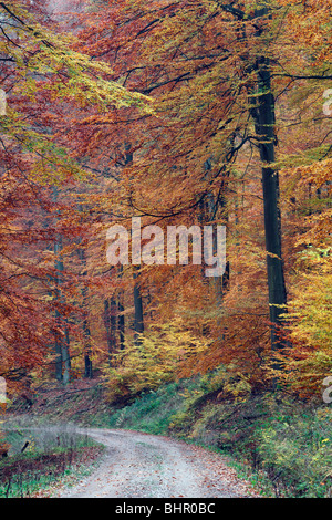Beech Forest (Fagus sylvatica), showing autumn colour, Germany Stock Photo
