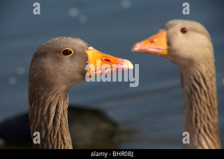 Greylag Goose (Anser anser) portrait Stock Photo
