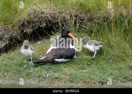 Oystercatcher (Haematopus ostralegus), adult resting with two chicks, Texel, Holland Stock Photo