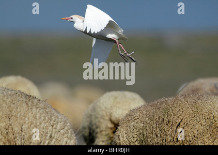 Cattle Egret (Bubulcus ibis), flying off from merino sheep's back, Portugal Stock Photo