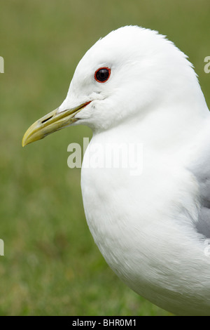Common Gull (Larus canus), portrait, Texel, Holland Stock Photo