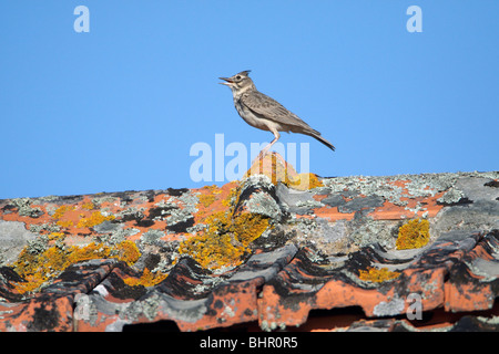 Crested Lark (Galerida cristata), perched on roof singing, Portugal Crested Lark (Galerida cristata), perched on roof singing, Portugal