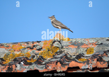 Crested Lark (Galerida cristata), perched on roof singing, Portugal Stock Photo