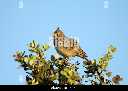 Crested Lark (Galerida cristata), perched on Holm Oak, singing, Portugal Stock Photo