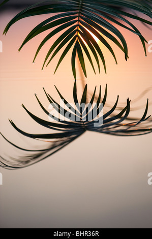 Palm leaf reflecting in a still pool at sunrise in india Stock Photo