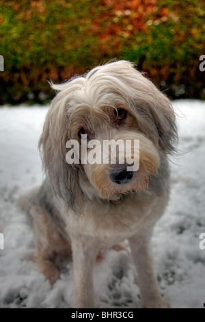 Bearded collie dog out in the snow tilting head, having fun, looking forwards to crufts at the NEC Stock Photo