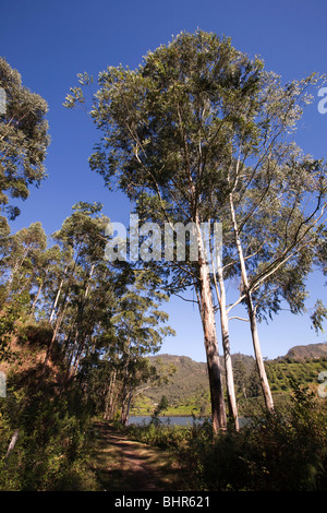 India, Kerala, Munnar, Malupetty Lake, attractive lakeside path through eucalyptus trees Stock Photo