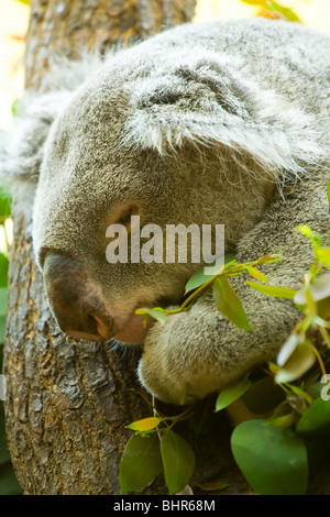 Portrait of a cute koala resting in a tree Stock Photo