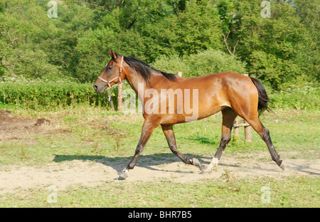 Beautiful brown horse galloping in horses stud Stock Photo