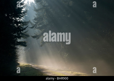 rays of sunlight on woodland track, norfolk, england Stock Photo