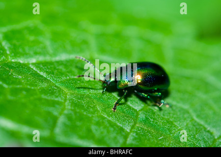 Very detailed macro of a green beetle walking on a leaf Stock Photo
