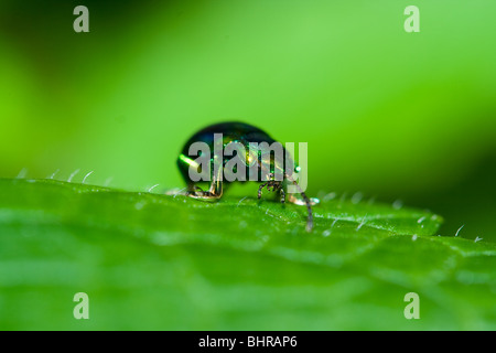 Very detailed macro of a green beetle walking on a leaf Stock Photo