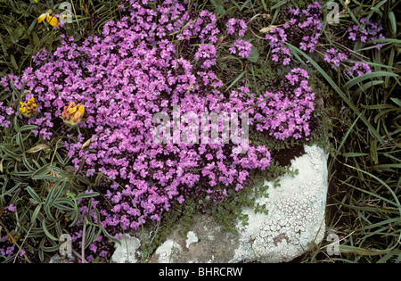 Wild thyme (Thymus polytrichus (= drucei): Lamiaceae) in grassland UK Stock Photo