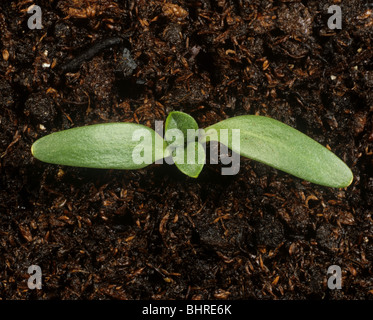 Spiny cocklebur (Xanthium spinosum) seedling cotyledons only Stock Photo