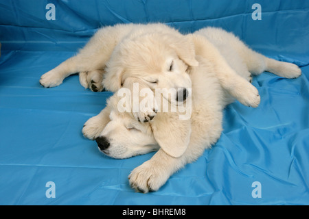 Golden Retriever dog - two puppies - sleeping Stock Photo