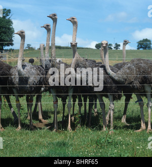 Several female ostriches behind a high wire fence in an enclosure Stock Photo
